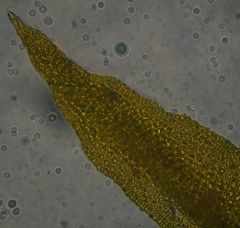 Ulota lutea