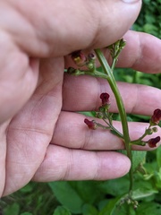 Scrophularia auriculata