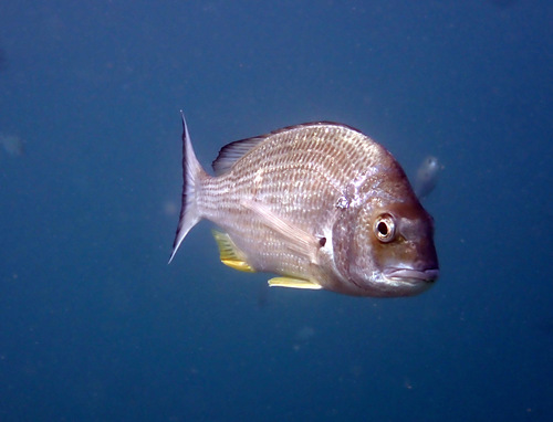 Yellowfin Bream, photo 6 of 10