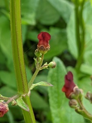 Scrophularia auriculata