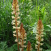 Orobanche pallidiflora - Photo (c) Marko Vainu, some rights reserved (CC BY-SA)