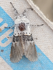 Furcula occidentalis