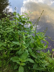 Scrophularia auriculata