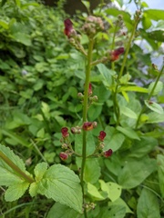 Scrophularia auriculata