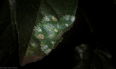 Eucyclodes fascinans