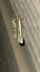 Crambus praefectellus