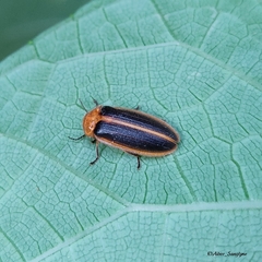 Asymmetricata ovalis