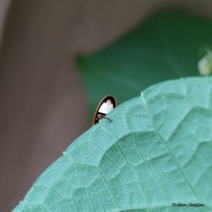 Asymmetricata ovalis