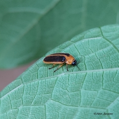 Asymmetricata ovalis