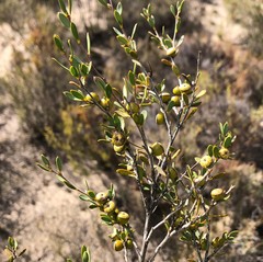 Leptospermum coriaceum