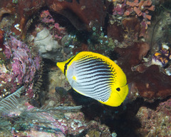 Chaetodon ocellicaudus