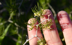 Asparagus retrofractus