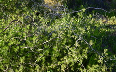 Asparagus retrofractus