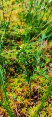 Scheuchzeria palustris