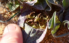 Colchicum circinatum