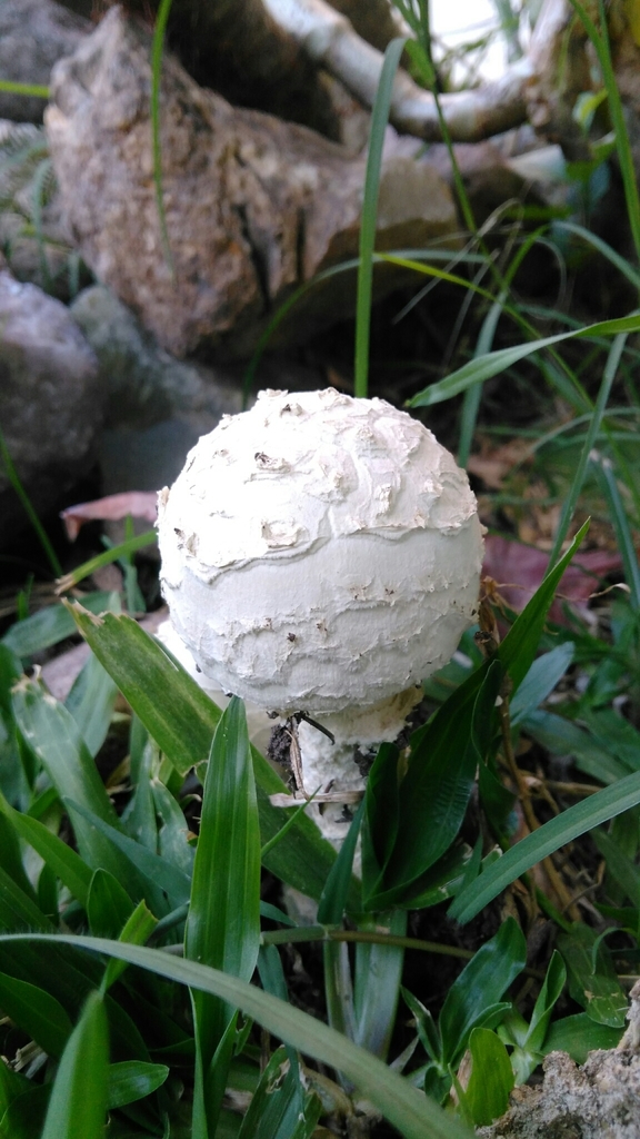 Amanita foetens · March 2018 · photo: © nicoolejnik (iNaturalist, cc-by)