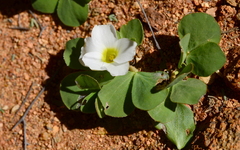 Oxalis adenodes