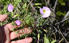 Oxalis comosa