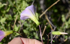 Oxalis comosa
