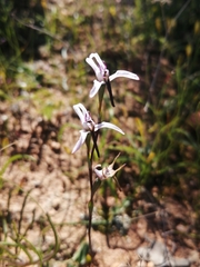 Disa biflora