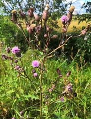 Cirsium arvense