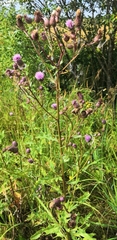 Cirsium arvense