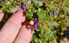 Solanum humile