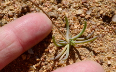 Gymnodiscus linearifolia