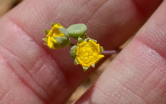 Gymnodiscus linearifolia