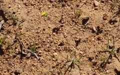 Gymnodiscus linearifolia