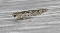 Batrachedra praeangusta