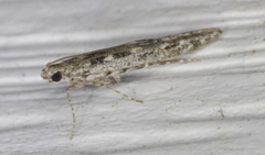 Batrachedra praeangusta