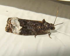 Apotomis capreana