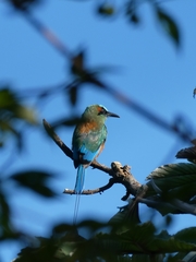 Eumomota superciliosa