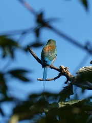 Eumomota superciliosa