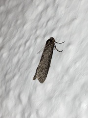 Lepidoscia heliochares