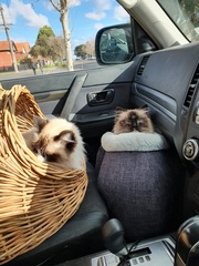 Lepidoscia heliochares