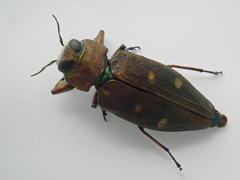 Chrysobothris affinis
