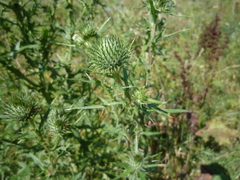 Cirsium vulgare vulgare