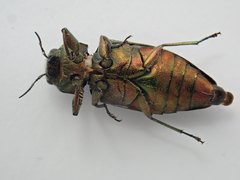 Chrysobothris affinis