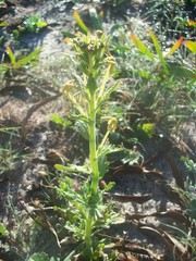 Lyperia tristis