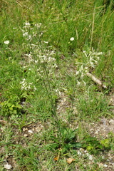 Silene multiflora