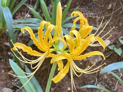 Gloriosa