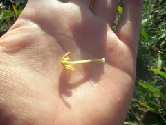 Lyperia tristis