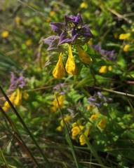 Melampyrum nemorosum