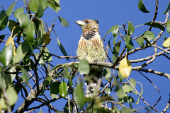 Trachyphonus vaillantii