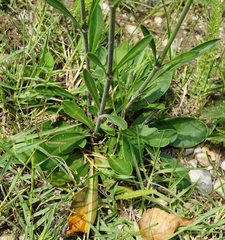 Silene multiflora