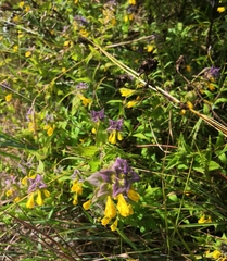 Melampyrum nemorosum