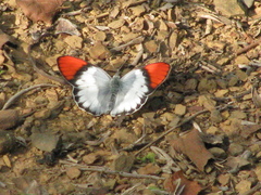 Colotis annae annae