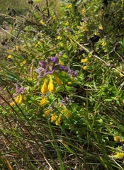 Melampyrum nemorosum